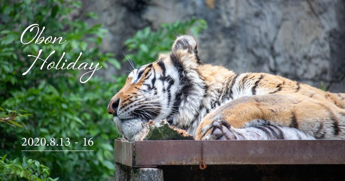 OBON Holiday 2020.8.13-8.16 写真：トラが横たわって寝ている様子